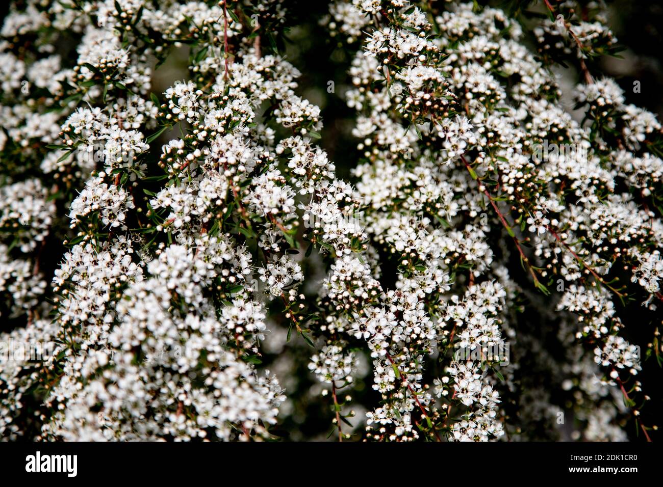 Symphyotrichum ericoides, known as white heath aster, frost aster, or heath aster, is a species of flowering plant in the family Asteraceae, Stock Photo