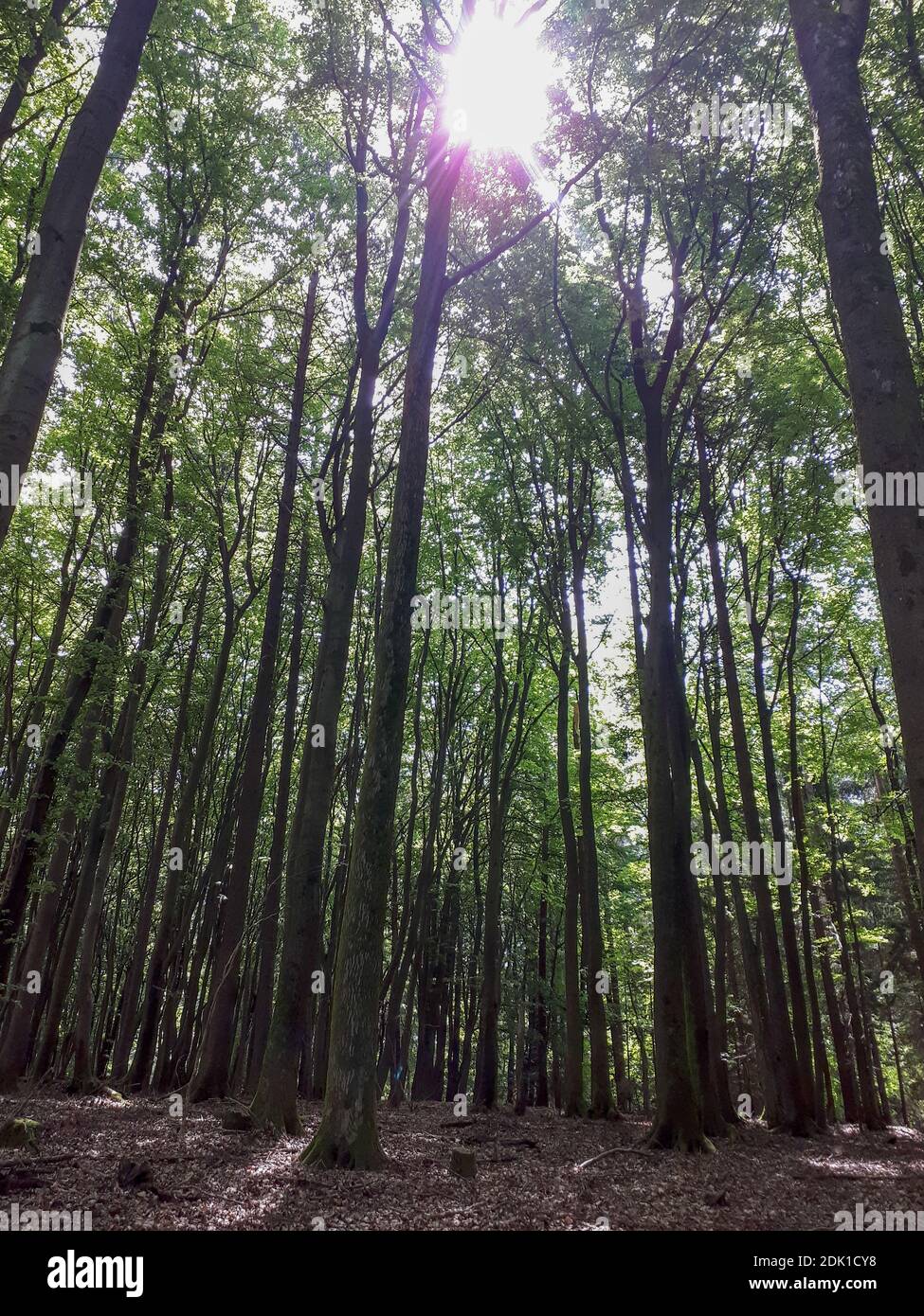 A beautiful view of the giant trees gleaming under the sun in the ...