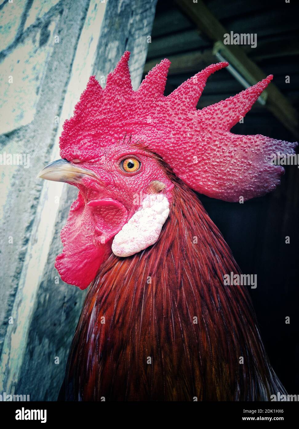 Rooster With Open Mouth High Resolution Stock Photography and