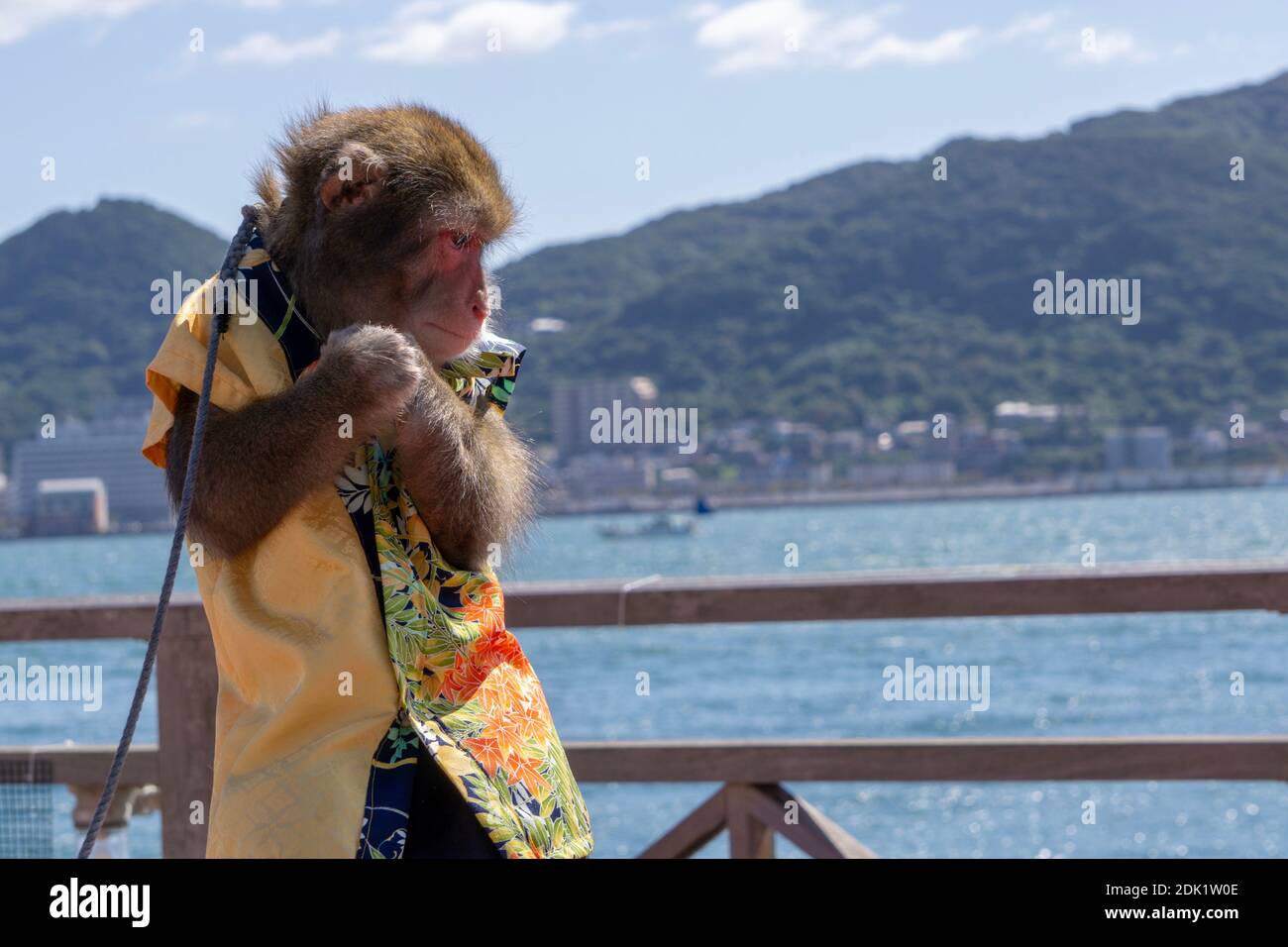 Monkey Are Thinking About Something Stock Photo