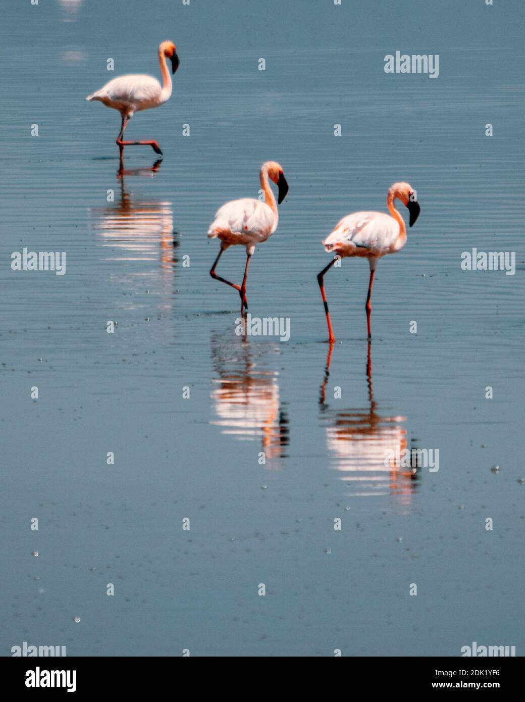 lake-magadi-flamingo-hi-res-stock-photography-and-images-alamy