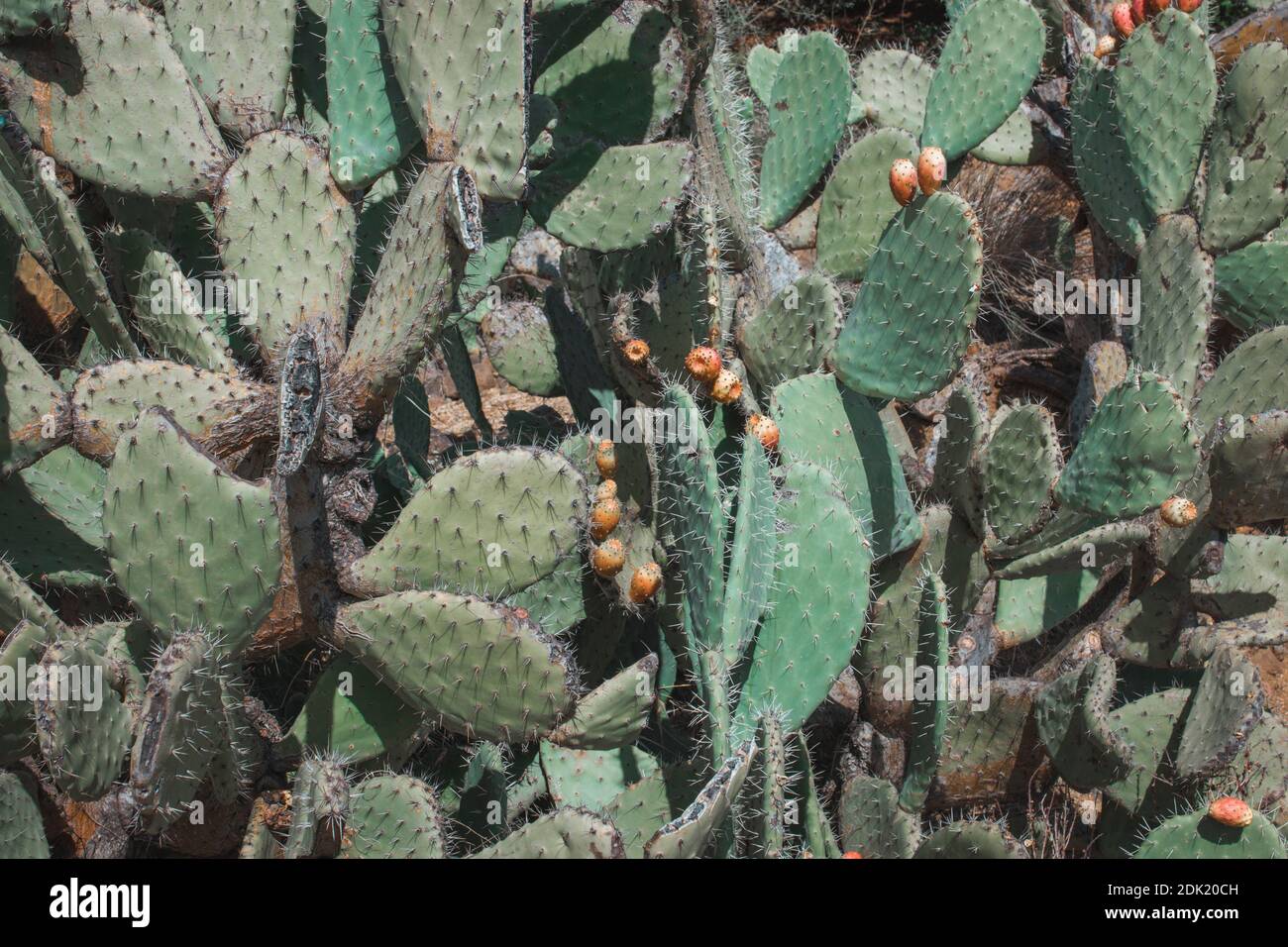 Nahaufnahme von Kaktus auf Sardinien Stock Photo