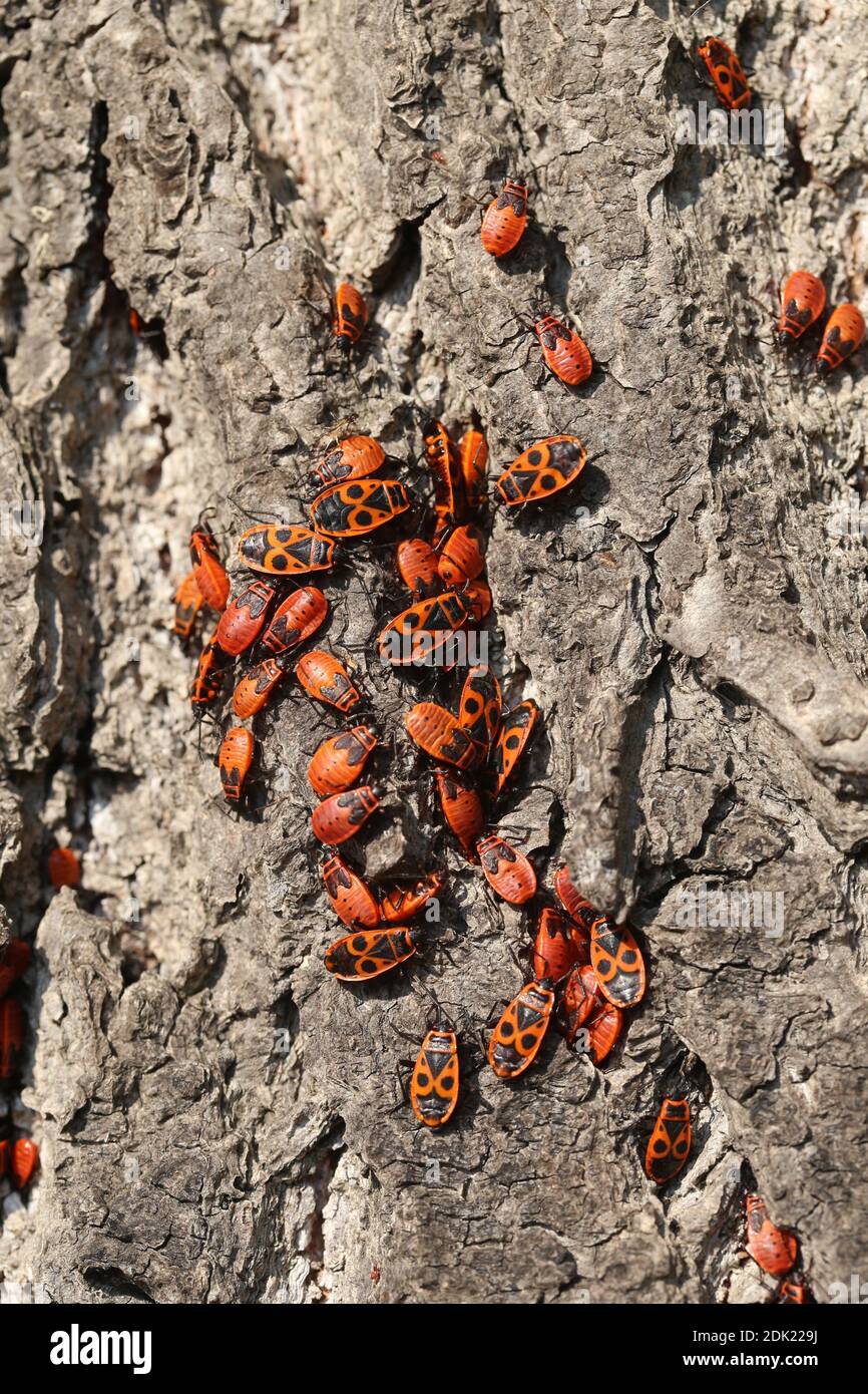 Fire bugs, common fire bugs, Pyrrhocoris apterus, linden, tilia, bugs