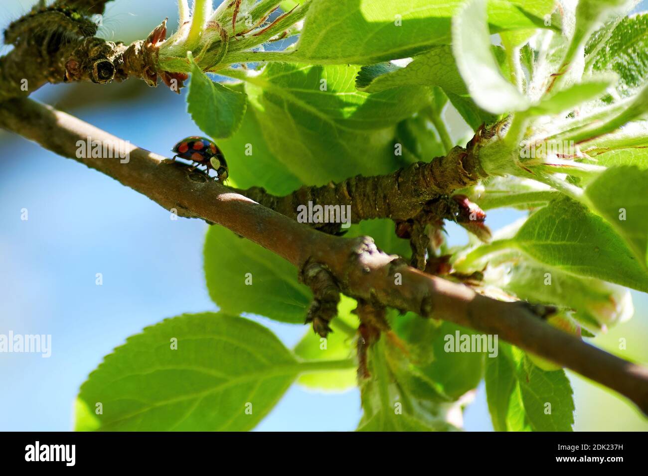 Small red ladybug on an apple tree branch between the leaves. Summer ...