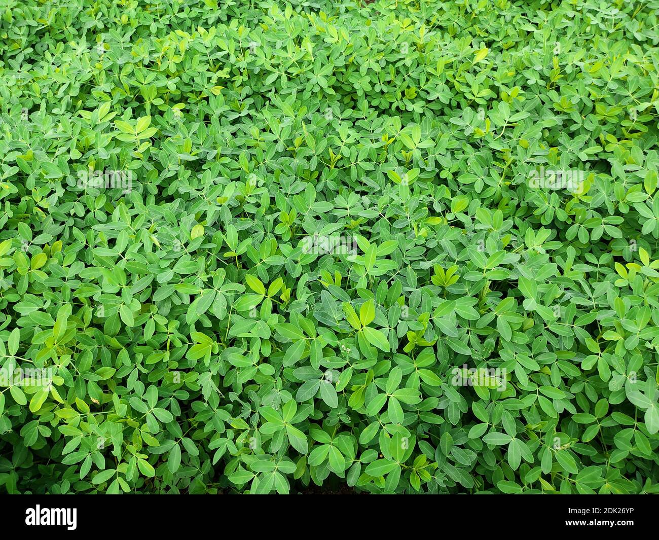 Peanuts farm, Peanut Field, Peanut Tree, Peanuts plantation fields