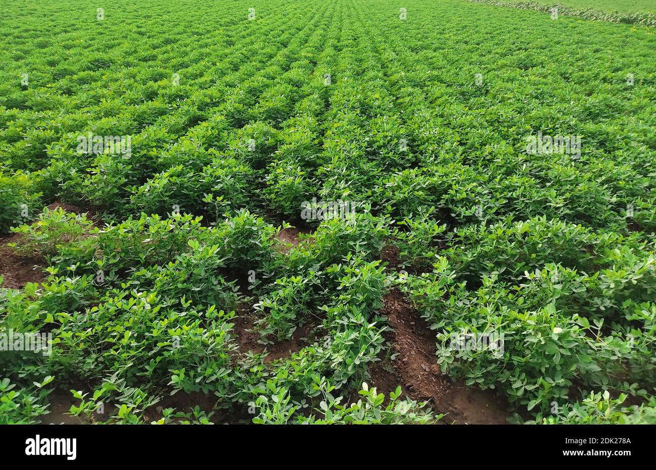 Peanuts farm, Peanut Field, Peanut Tree, Peanuts plantation fields