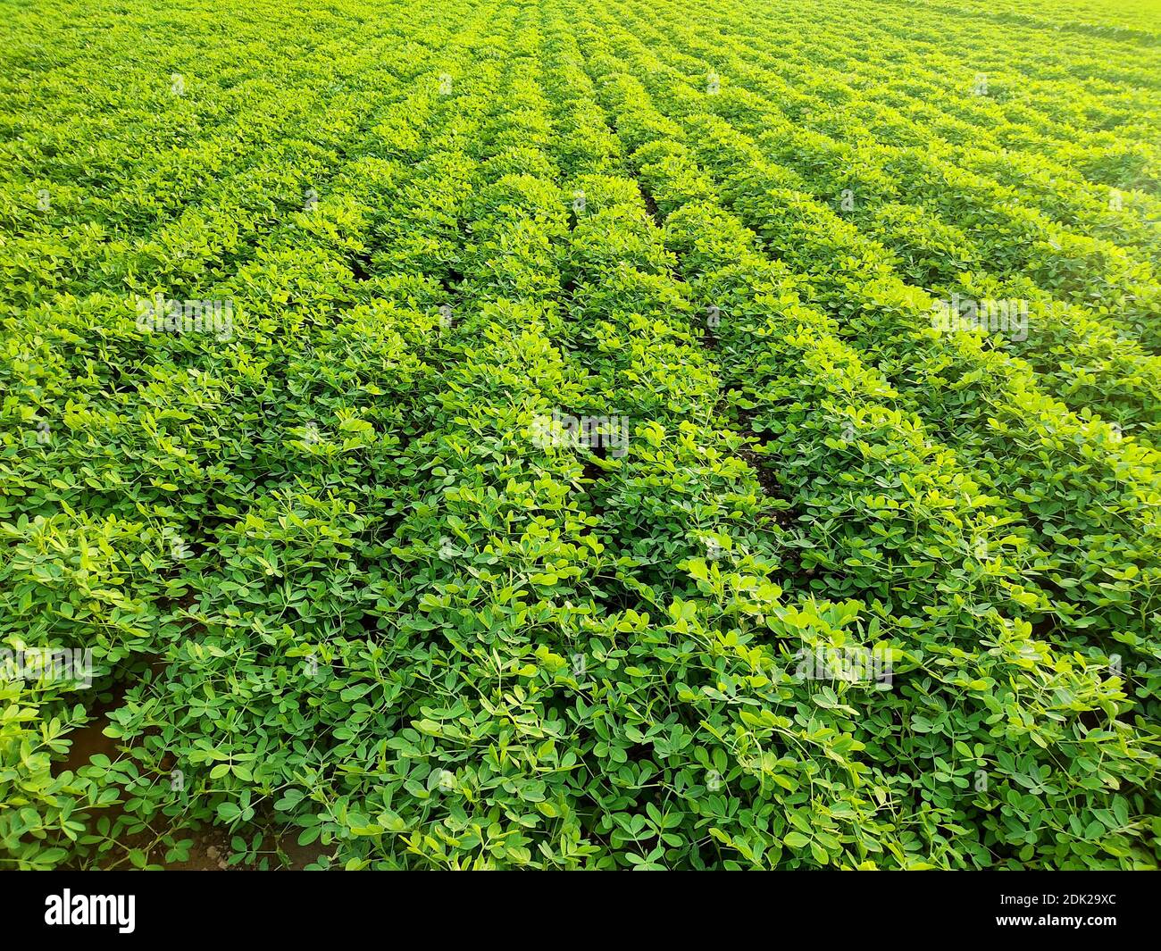 Peanuts farm, Peanut Field, Peanut Tree, Peanuts plantation fields, Farm land in India background Stock Photo