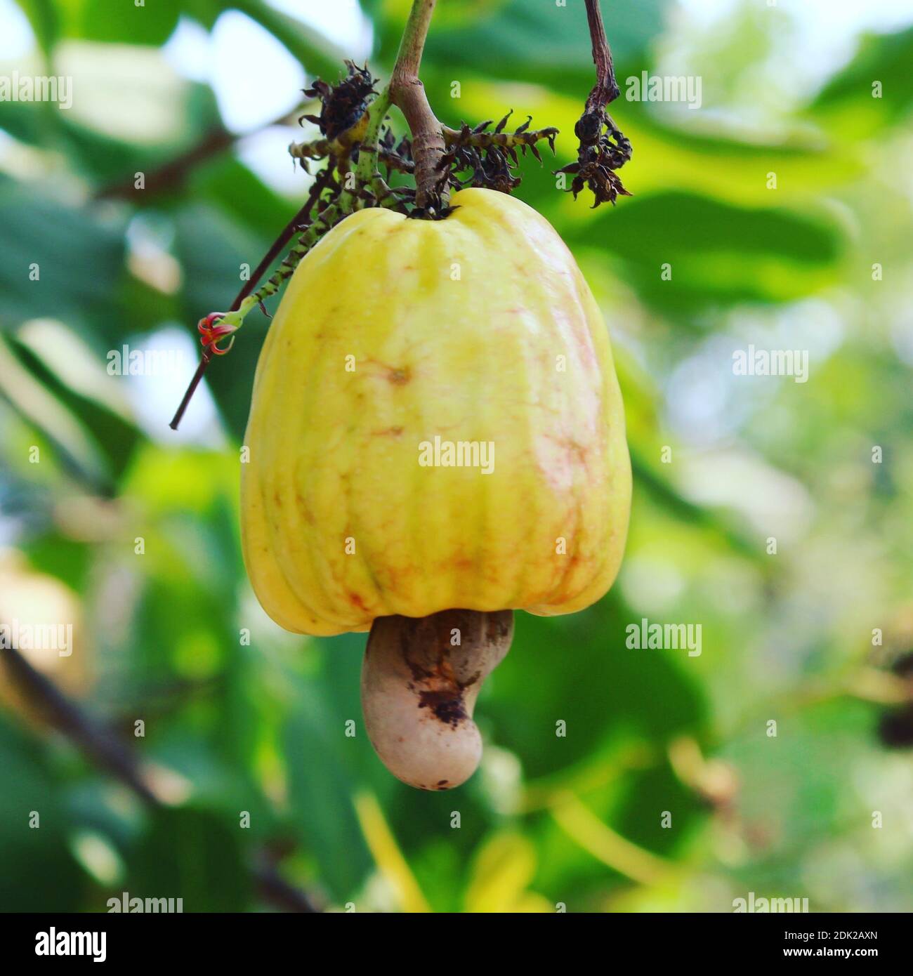 Cashew Nut Growing High Resolution Stock Photography and Images Alamy