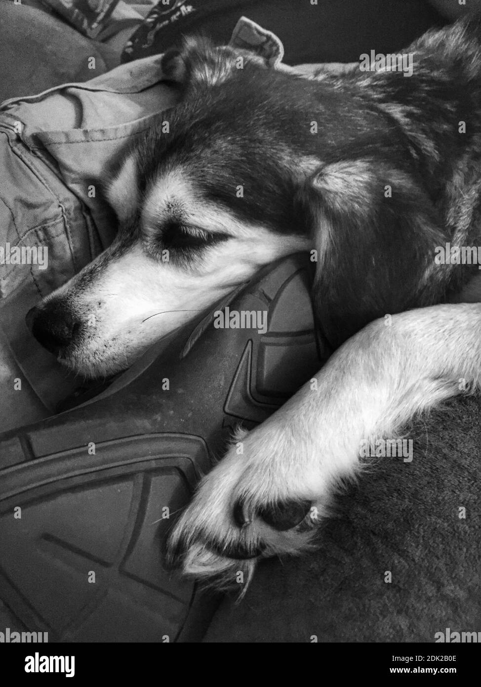 Close-up Of Dog Sleeping Stock Photo