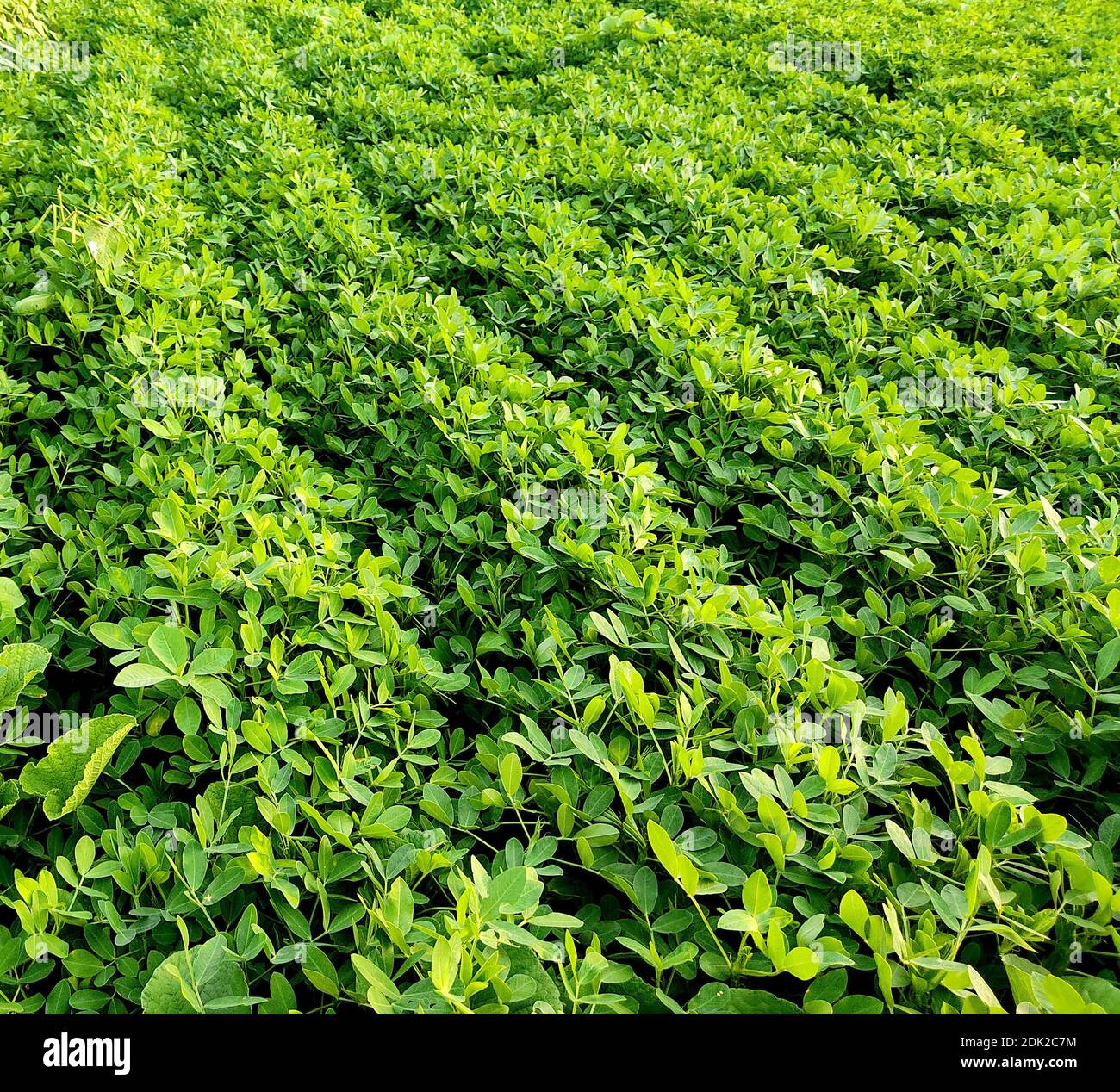 Peanuts farm, Peanut Field, Peanut Tree, Peanuts plantation fields