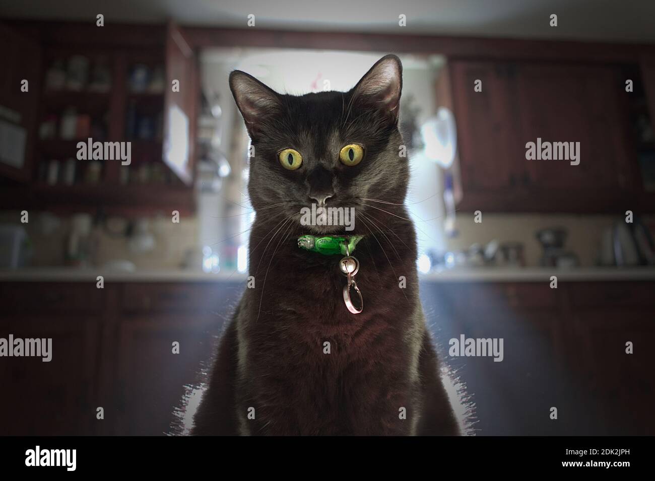 Portrait Of Black Cat At Home Stock Photo Alamy