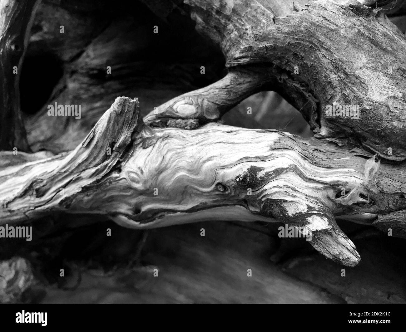 Black and white abstract driftwood hi-res stock photography and images ...