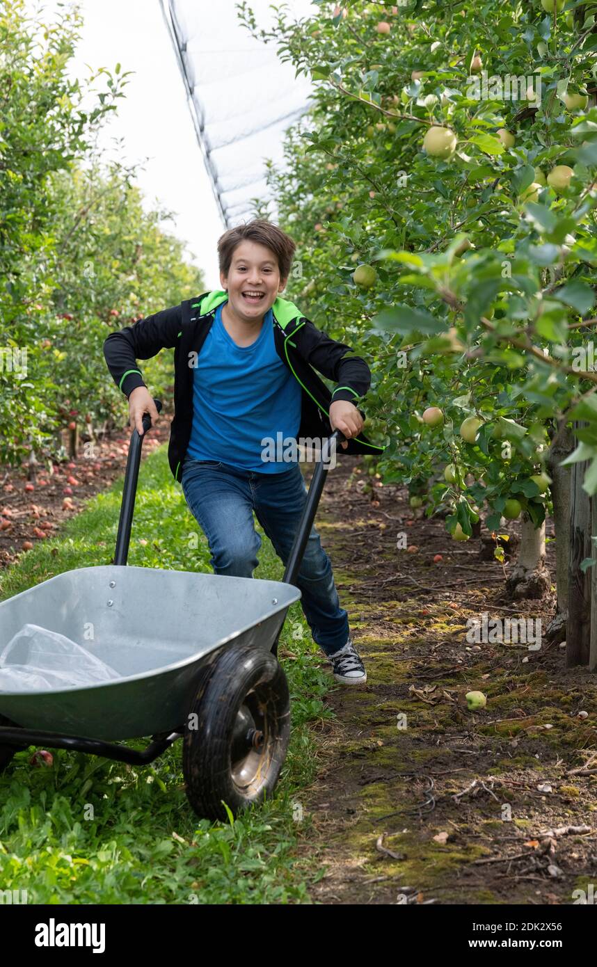 Boy runs with a wheelbarrow across an apple orchard Stock Photo Alamy
