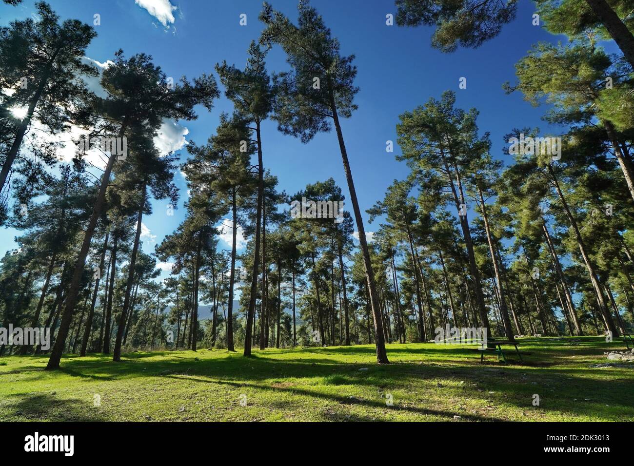 A beautiful low angle shot of high trees in the forest under the bright ...