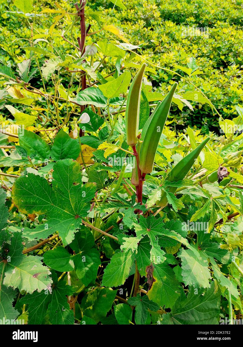 Young green okra on tree in vegetable garden, Okra plant growing in