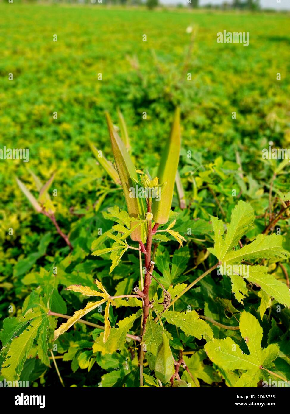 Young green okra on tree in vegetable garden, Okra plant growing in