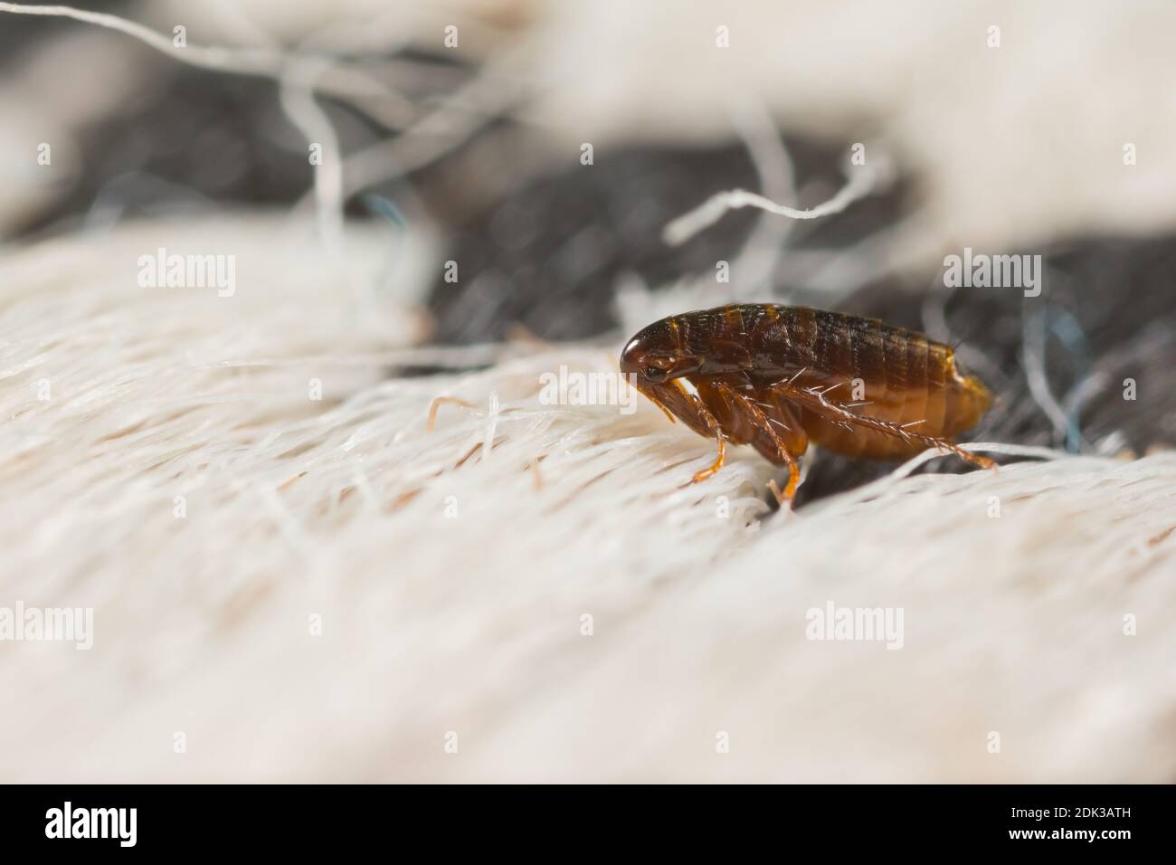 European chicken flea (Ceratophyllus gallinae) Stock Photo