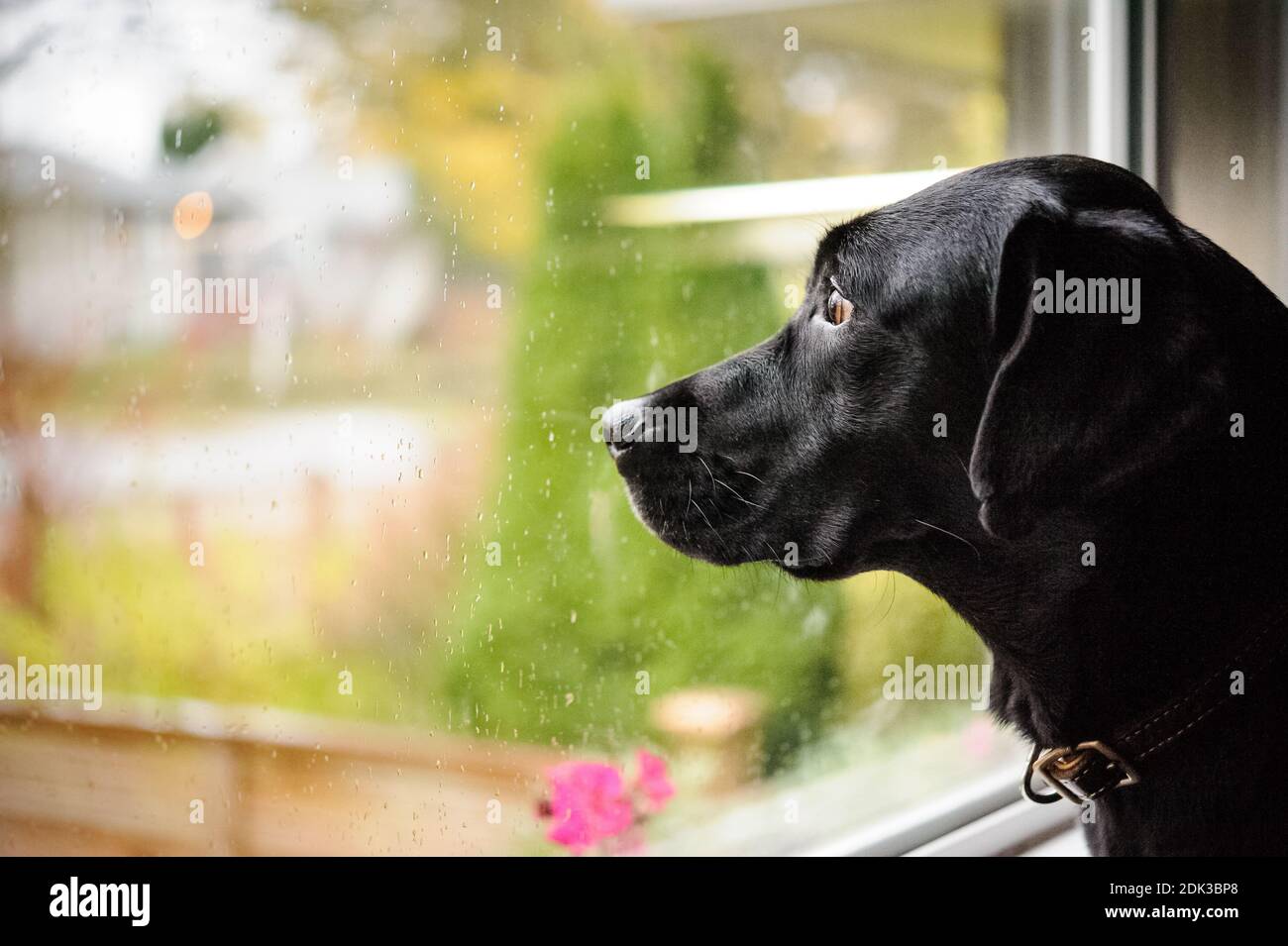 Close-up Of Dog Looking Through Window At Home Stock Photo