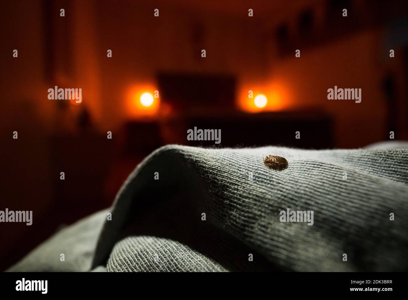 Common bed bug (Cimex lectularius) on a bed Stock Photo Alamy