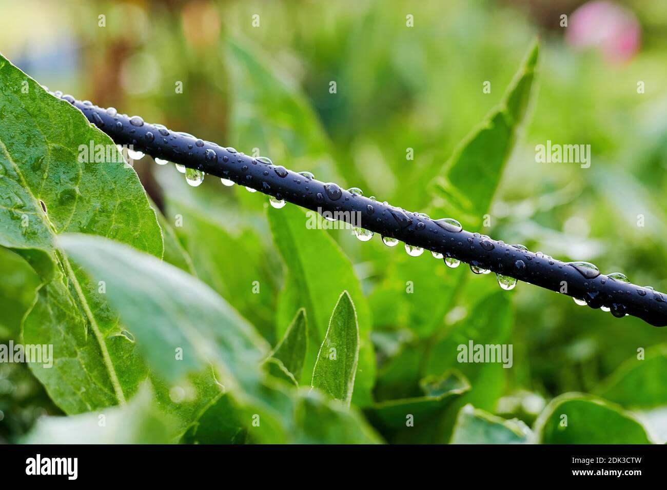Wet electric cable in the grass in the garden after the rain. Country ...