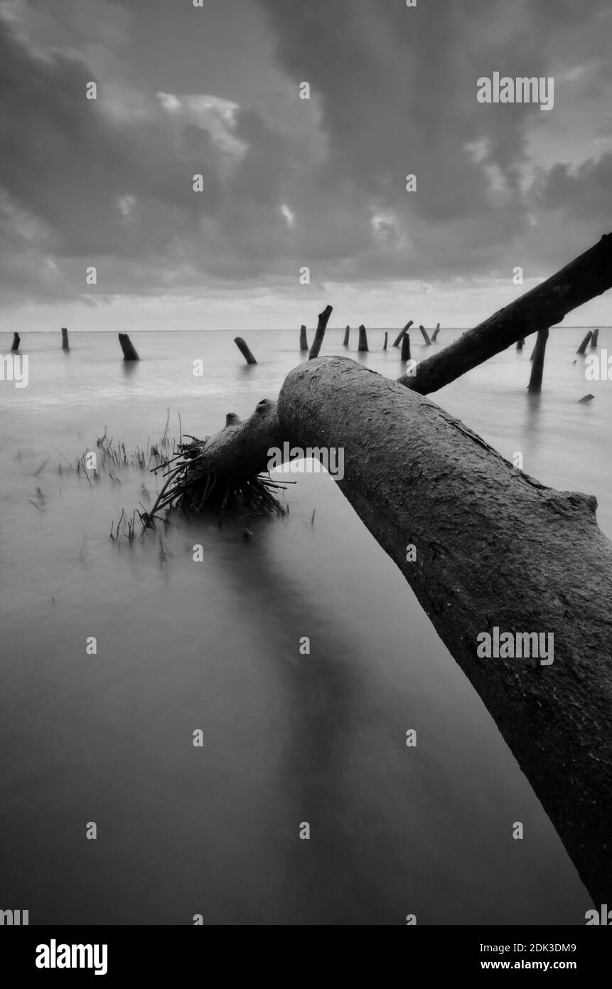 Driftwood art Black and White Stock Photos & Images - Alamy