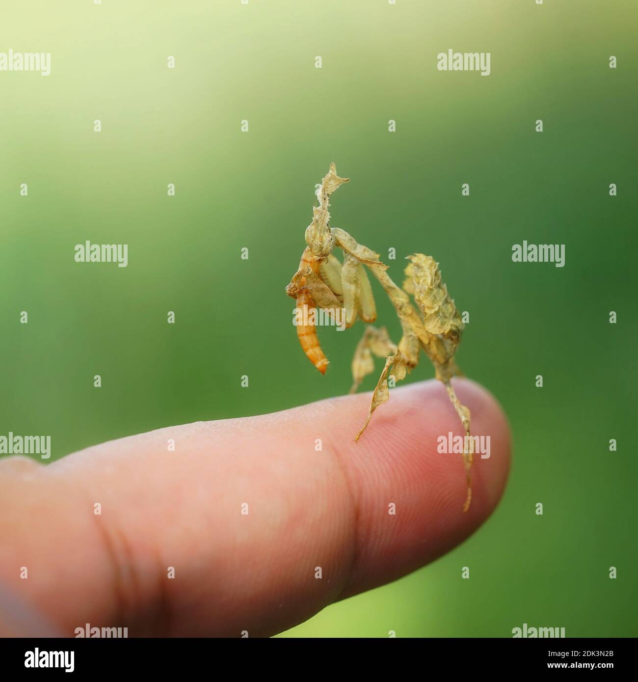 Close-up Of Insect Ghost Mantis Eating Worm On My Fingers Stock Photo