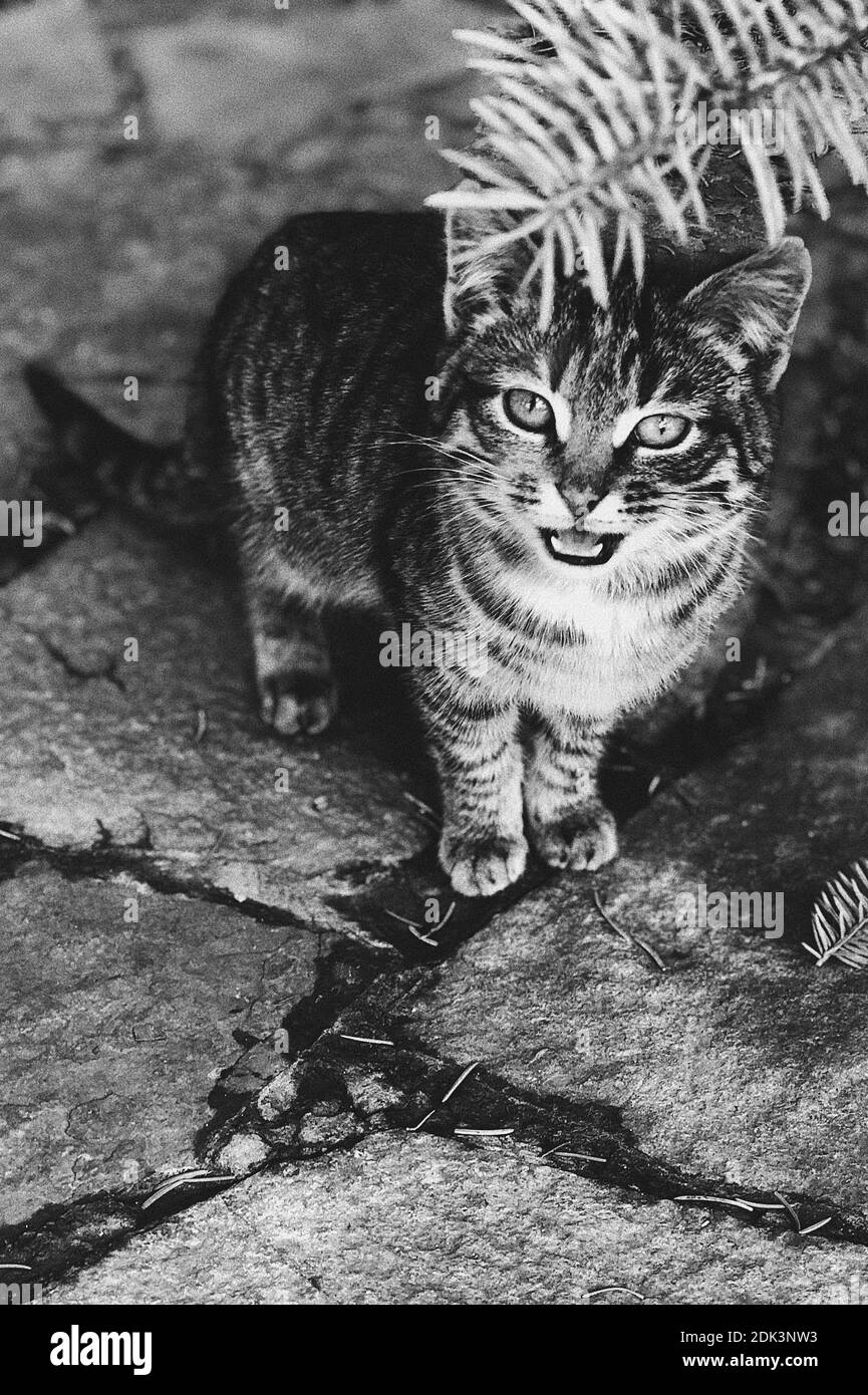 Angry cat domestic hi-res stock photography and images - Alamy