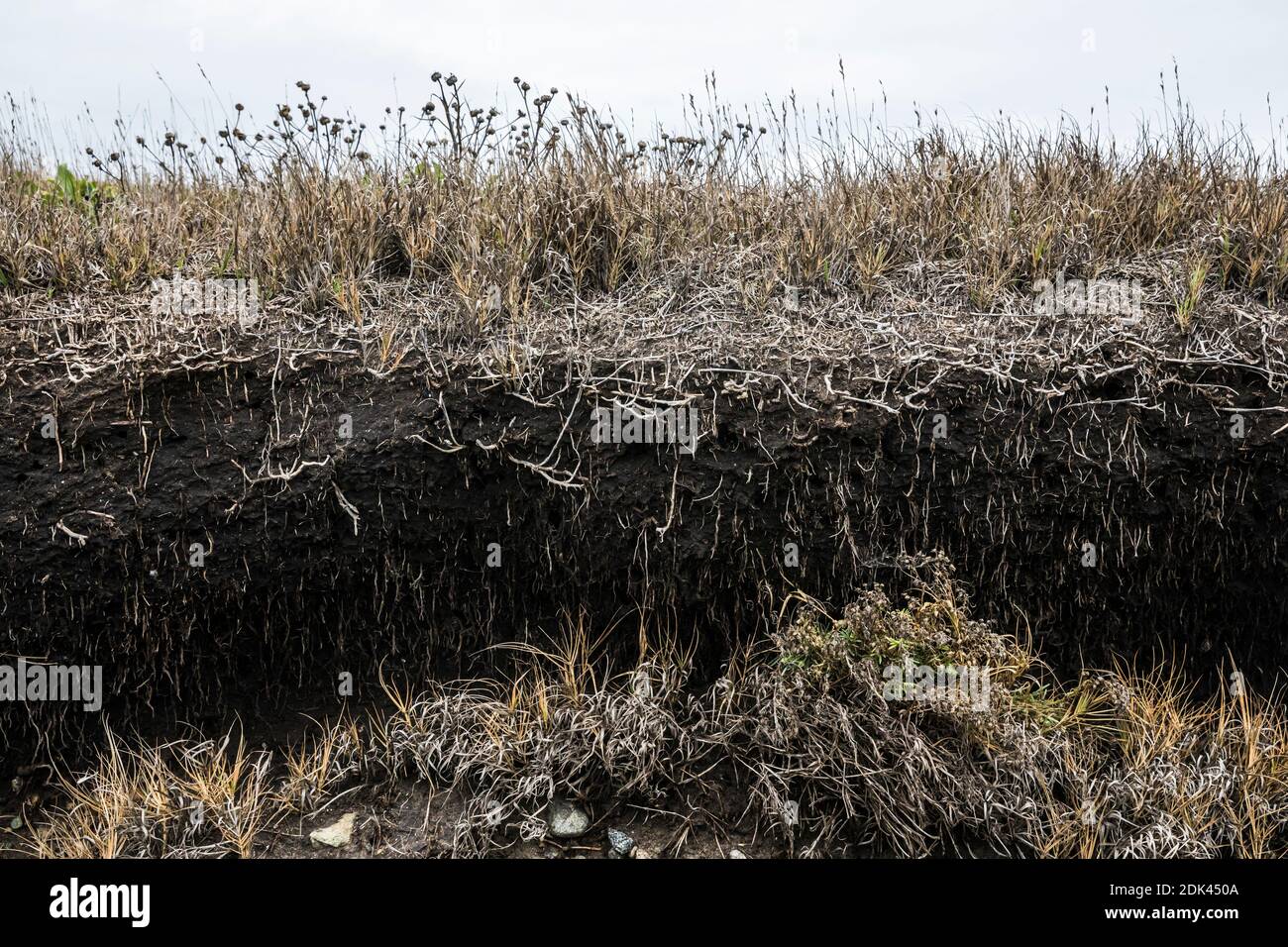 Prairie grass roots cross section hires stock photography and images