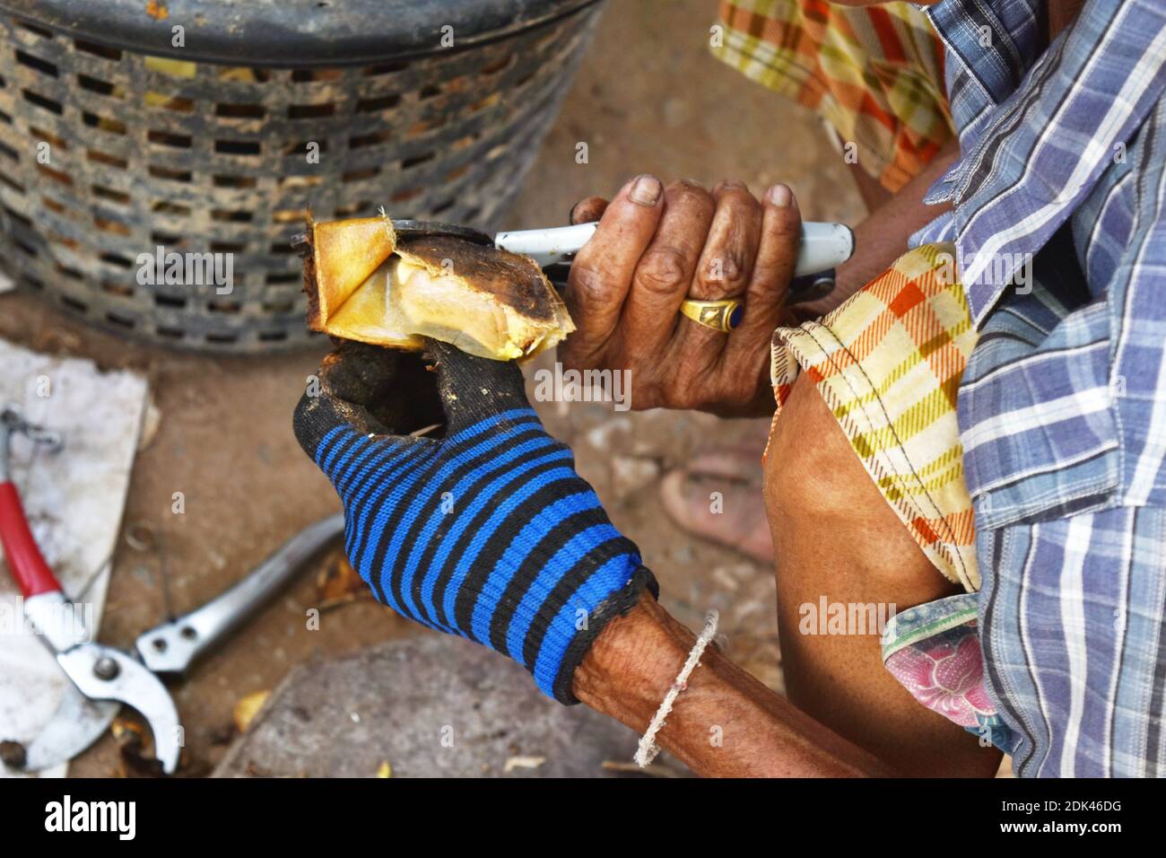 Hand man holding mango hi-res stock photography and images - Alamy