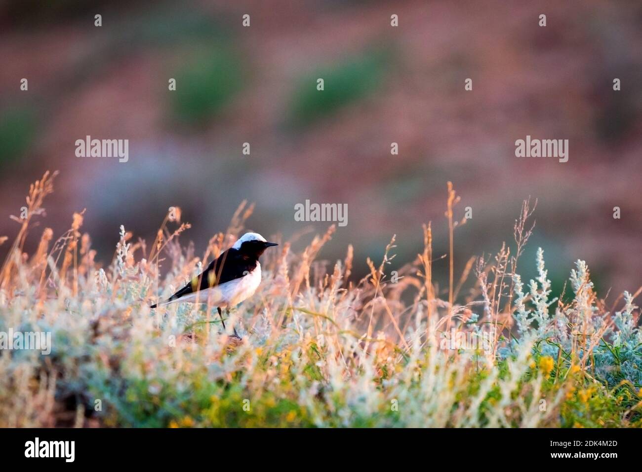 Pied wheatear or Oenanthe pleschanka in natural habitat. Stock Photo