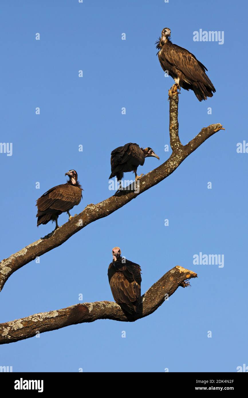 Hooded Vultures (Necrosyrtes monachus) in Ethiopia Stock Photo