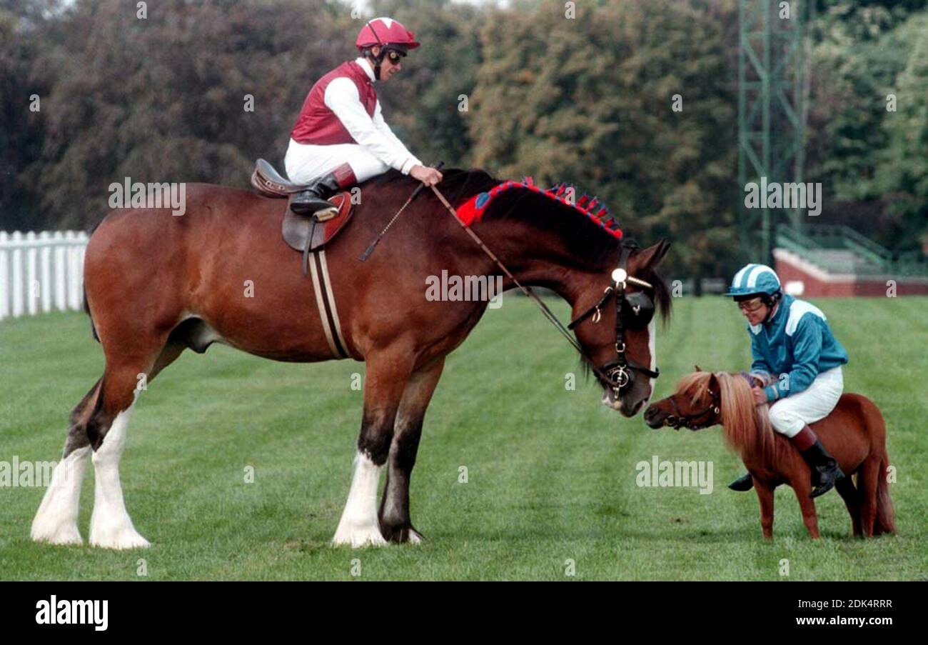 File photo dated 05-09-1995 of Jockeys Frankie Dettori (l) and Willie Carson (r) try out Britain's largest and smallest breeds of horse for size. Dettori is atop a Shire horse named Brookfield Albion while Carson is balancing on a Falabella called Chico. Stock Photo