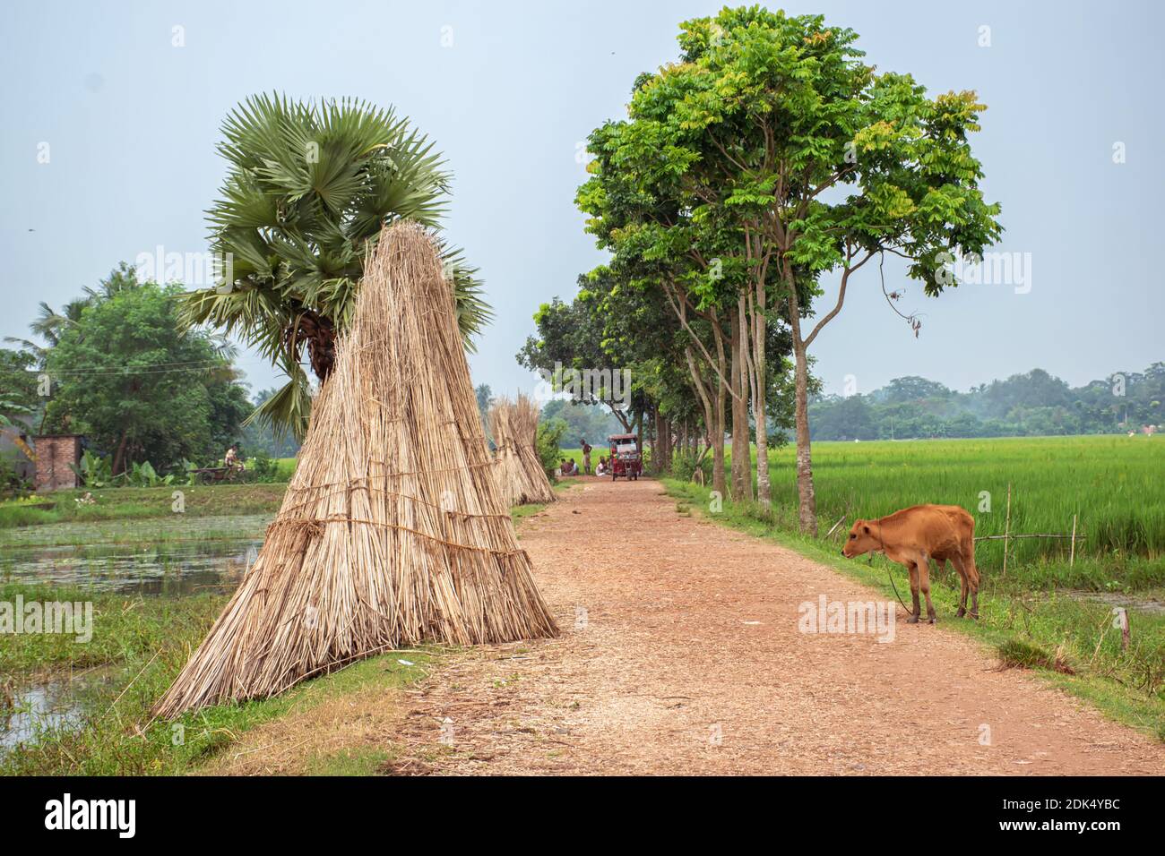Jute plant stems laid for drying in the sun with sky and green tree beside a village road. Jute is one of the important natural fibers after cotton in Stock Photo