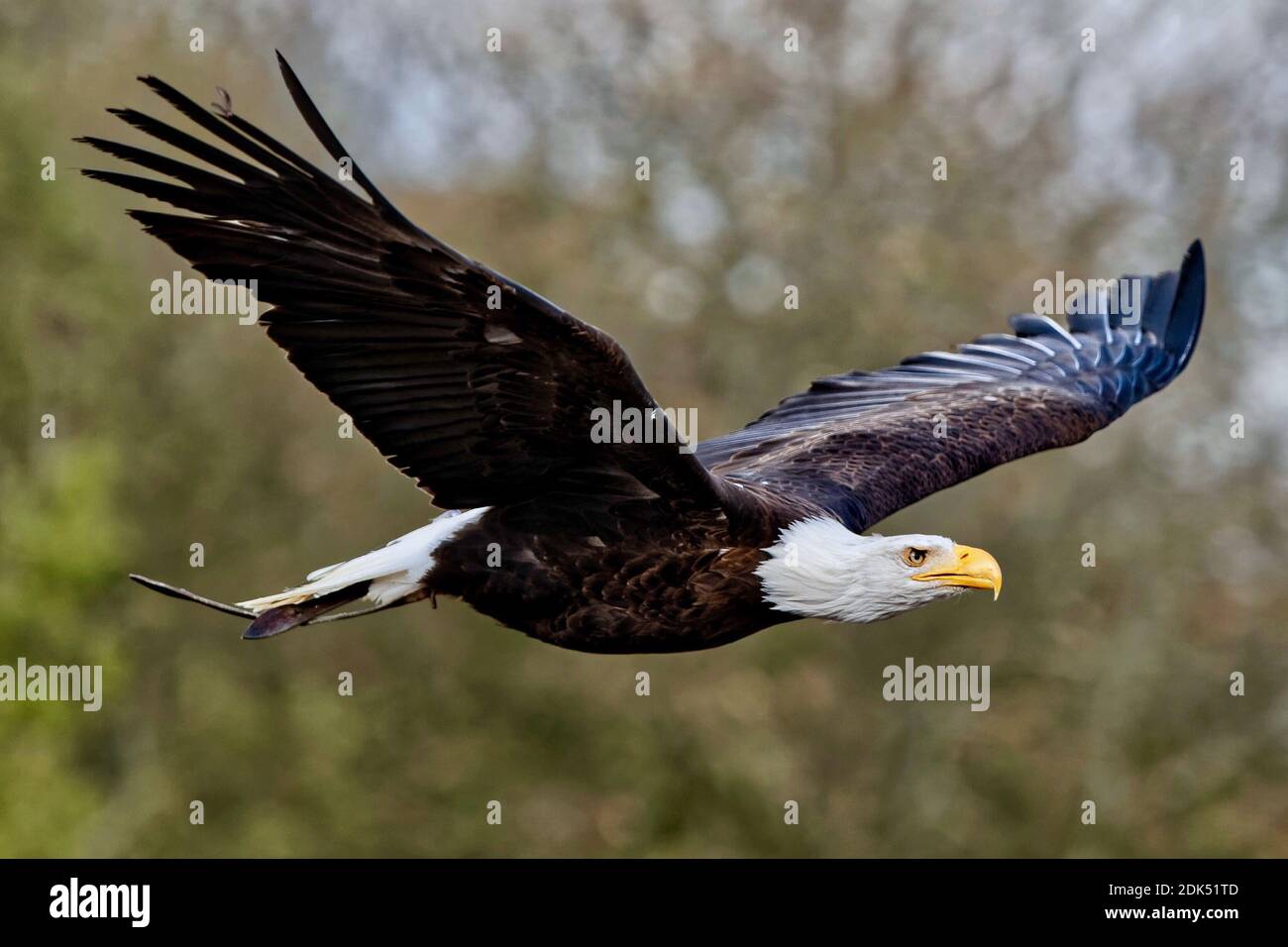 bald eagles flying