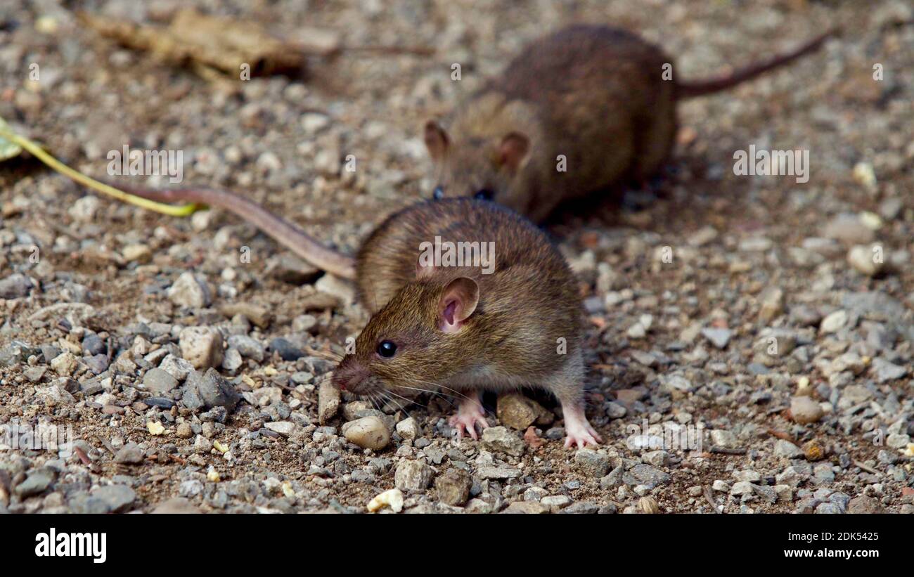 pic Field Mouse Vs Baby Rat https www alamy com close up of rats on field image390419517 html