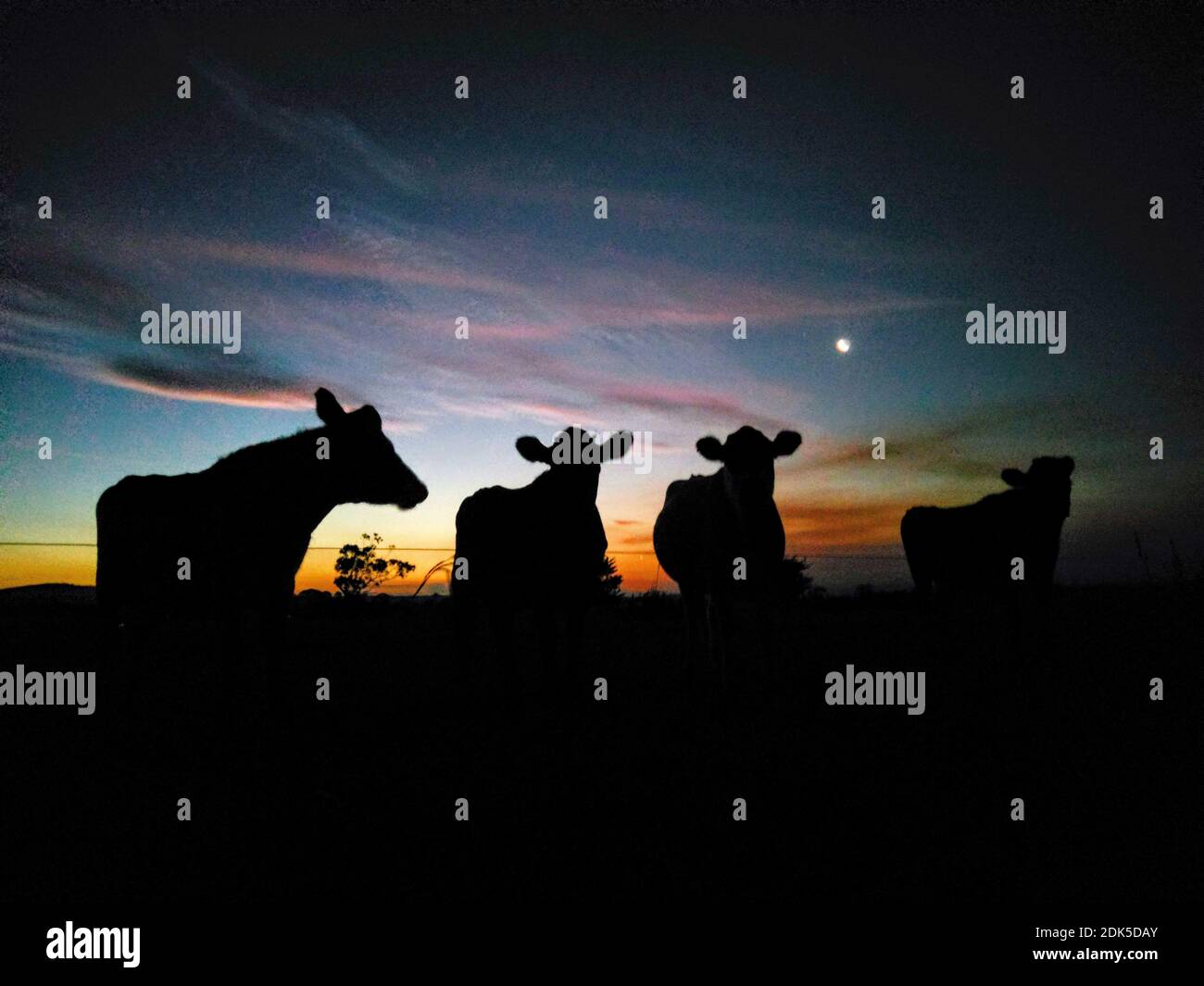 Silhouette Cows Against Sky During Sunset Stock Photo