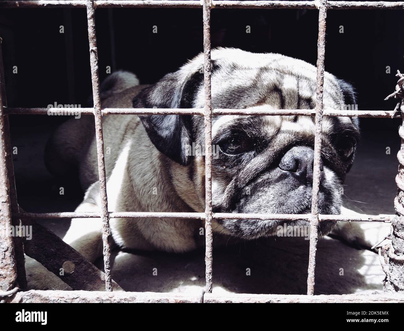 cage for pug