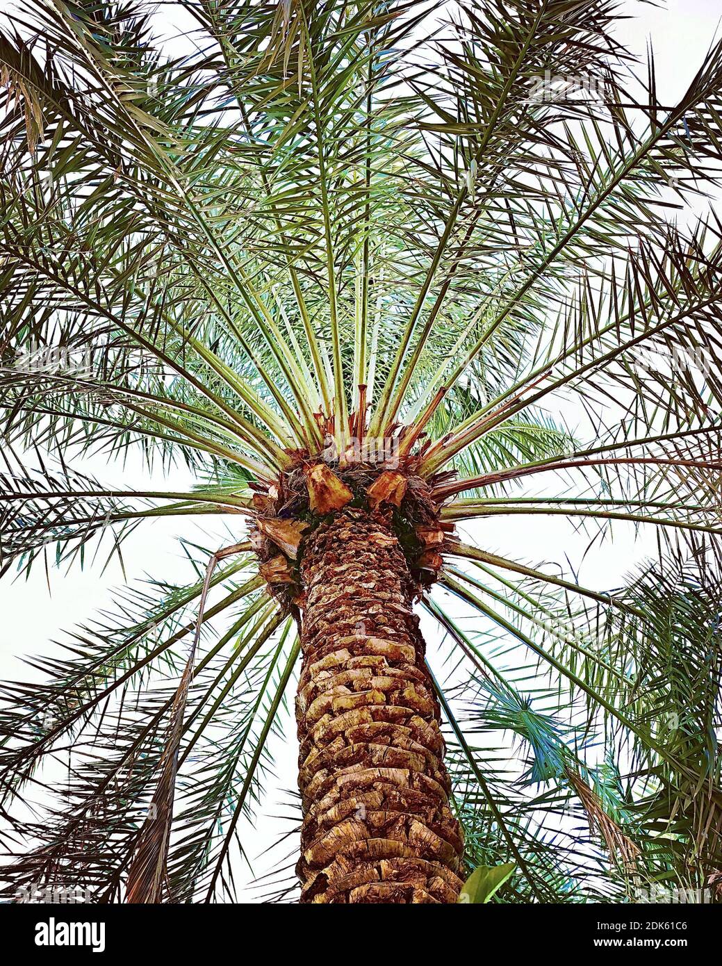 KUWAIT, KUWAIT Dec 10, 2020 Palm trees in the sun contrasting Stock