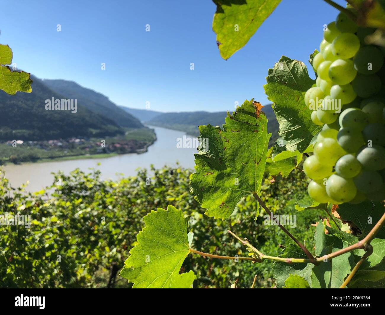 Spitz an der Donau, grapes, view from the Tausendimerberg on the Danube, Wachau, Lower Austria Stock Photo
