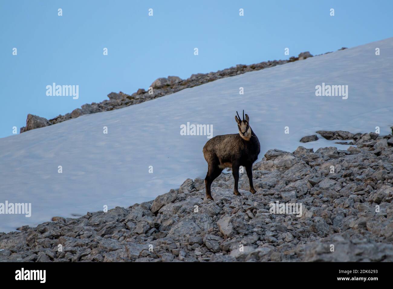 Alpine chamois - Stock Image - C052/5718 - Science Photo Library