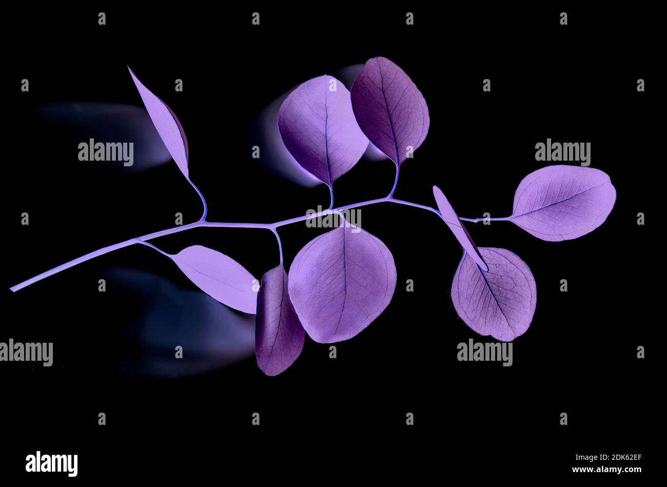 Eucalyptus twig with purple neon leaves close up on black background. Minimal botanical backdrop with branch of plant. Exotic floral branch in magenta Stock Photo
