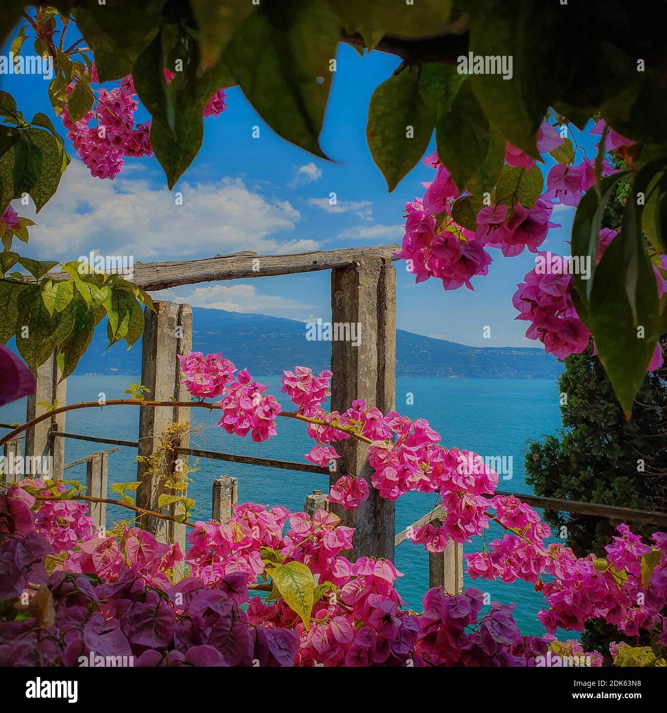 Flowers on Limonaia over Lake Garda - Italy Stock Photo