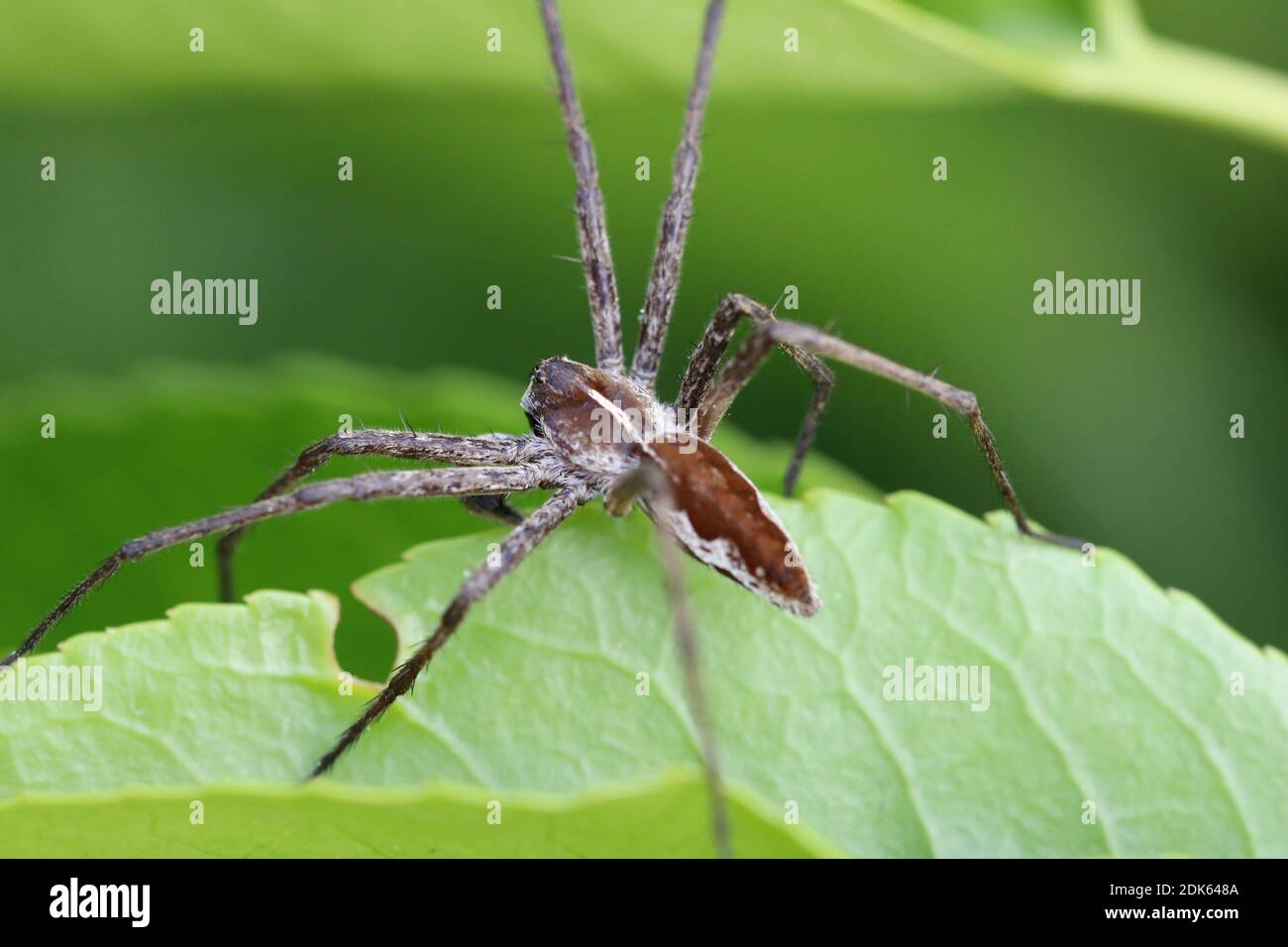 The nursery web spider, Pisaura Mirabilis, is a spider of the family Pisauridae. This picture was taken with a macro lens in a backyard in Belgium. Stock Photo