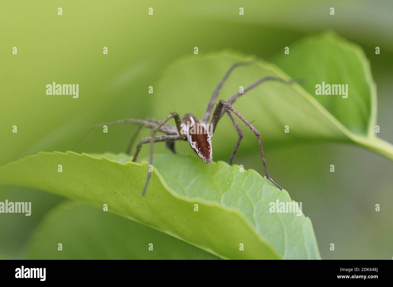 The nursery web spider, Pisaura mirabilis, is a spider species of the family Pisauridae. This picture was taken at a backyard in Genk, Belgium. Stock Photo