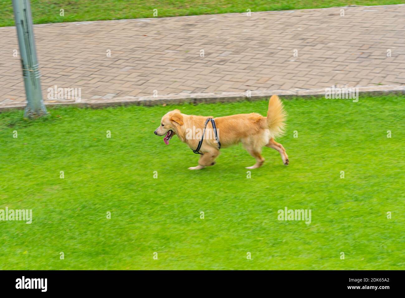 Cute golden dog happily running on the green grass Stock Photo - Alamy