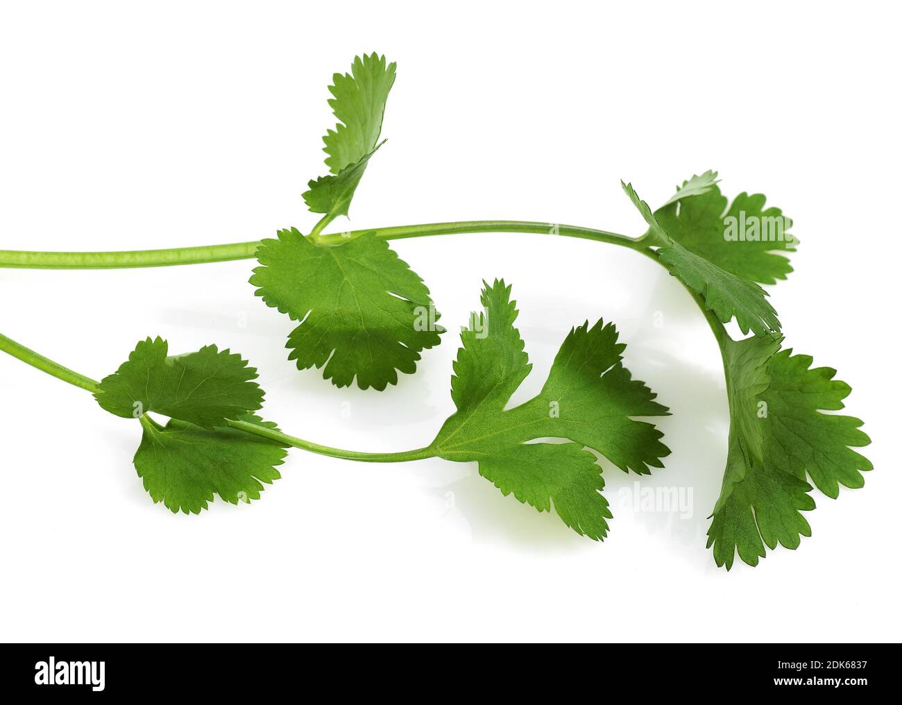 Coriander, coriandrum sativum against White Background Stock Photo Alamy