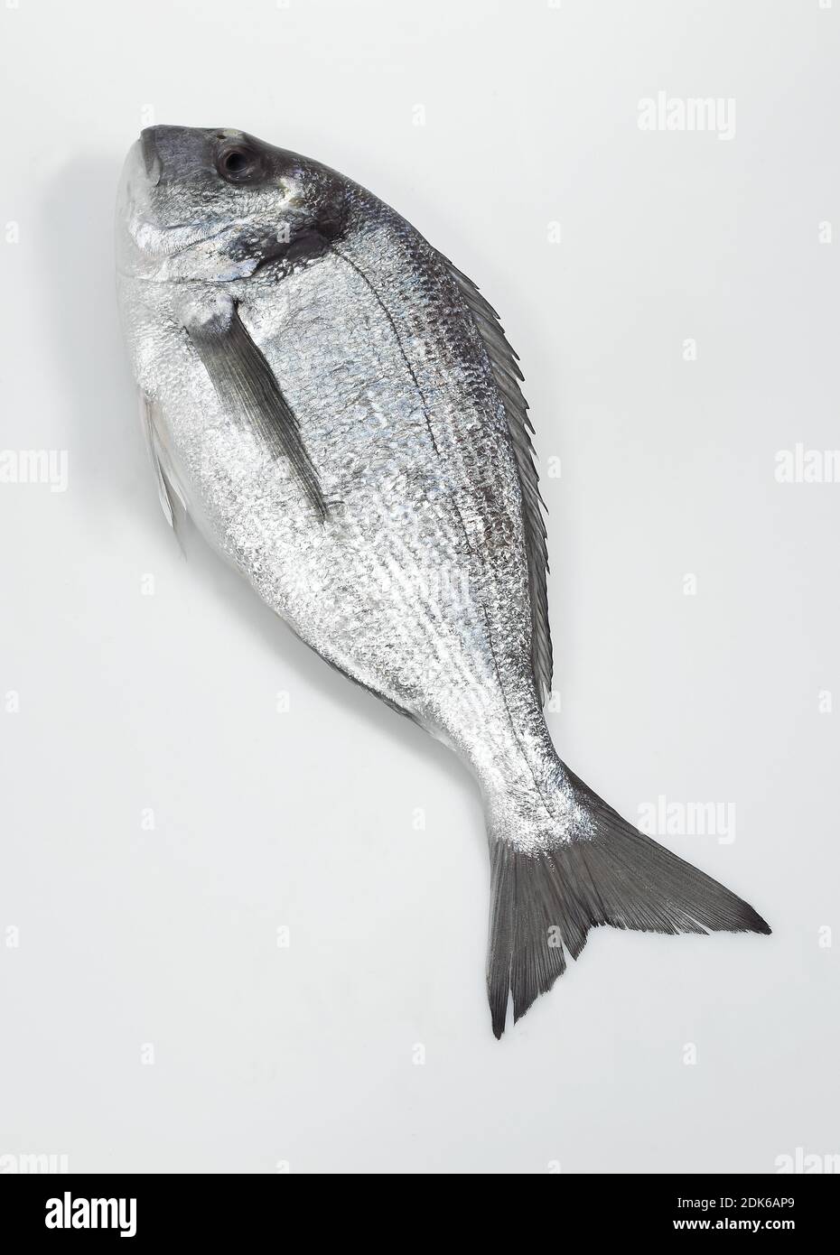Gilthed Bream, sparus auratus, Fresh Fish against White Background Stock Photo