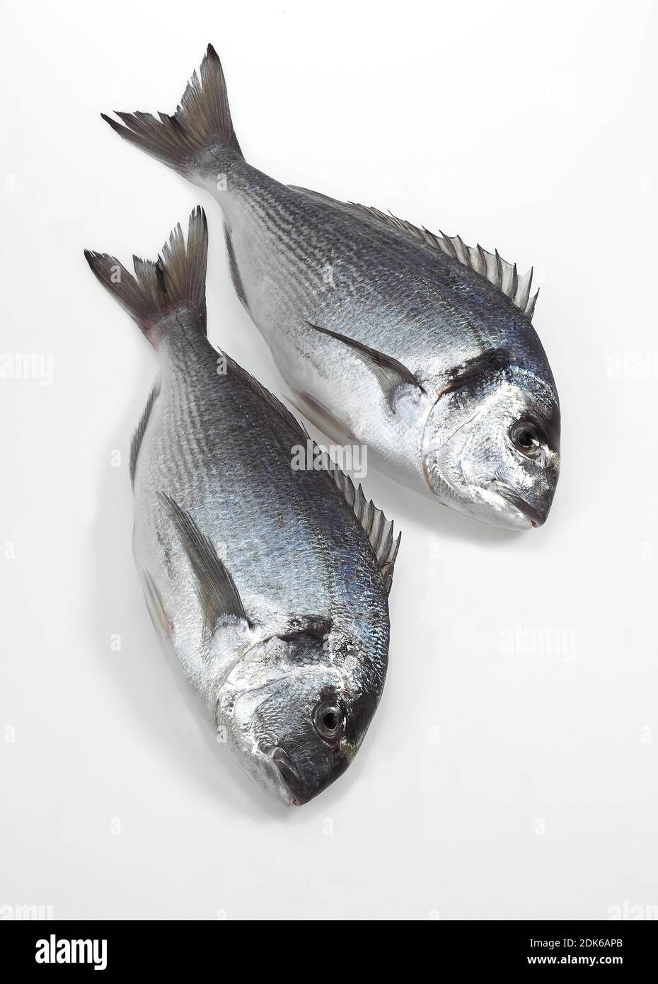 Gilthed Bream, sparus auratus, Fresh Fish against White Background Stock Photo