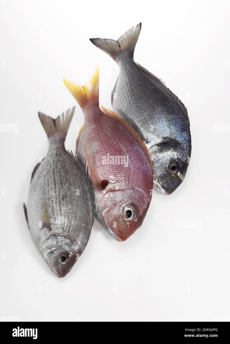 Fresh Fishes, Red Sea Bream, pagellus bogaraveo and Grey Sea Bream, pondyliosoma cantharus, and Gilthed Bream, sparus auratus Stock Photo
