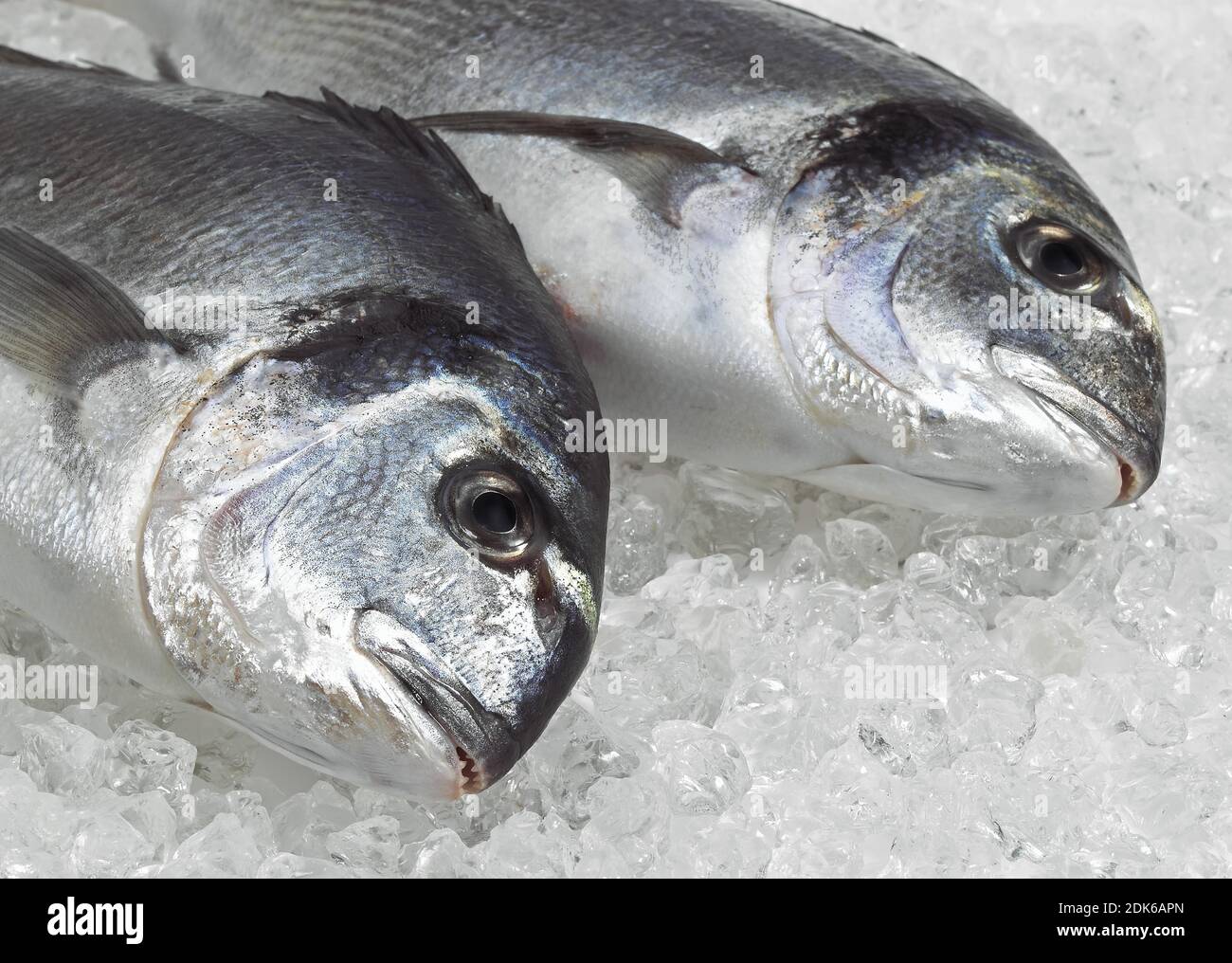 Gilthed Bream, sparus auratus, Fresh Fish on Ice Stock Photo